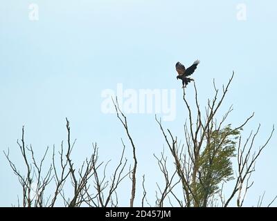 A White-tailed Eagle landing in a tree top Stock Photo