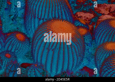 Abstract cactus texture background in blue and red Stock Photo
