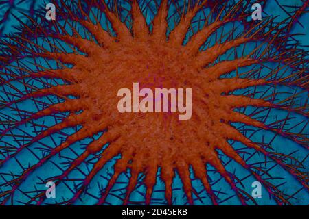 Abstract cactus texture background in blue and red Stock Photo