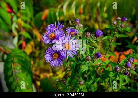 Close-up wild purple fall asters Stock Photo