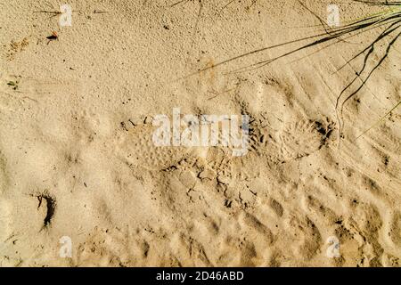 Animals and humans print on a sand Stock Photo