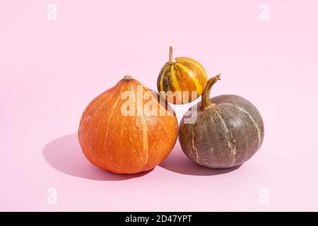 three pumpkins balancing. pink background with sunlight shadows. halloween and thanksgiving girly concept Stock Photo