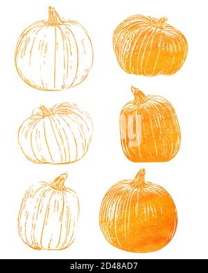 Set of orange pumpkins illustration. Autumn halloween pumpkin graphic icon or print isolated on white background. squash vegetable farm harvest. Stock Photo