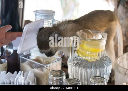 Wild monkey business, an uninvited guest at breakfast brunch in tropical resort at Indian ocean in Africa, Mozambique Stock Photo