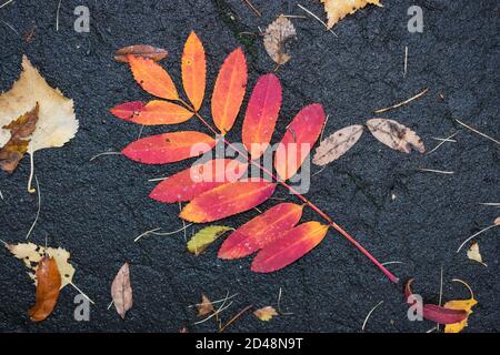 Fallen autumn leaves of red mountain ash lie on the wet asphalt after the rain Stock Photo