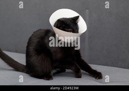 Cat resists wearing Elizabethan collar Stock Photo