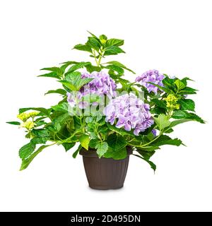 Hydrangea or hortensia flower in pot on a white background Stock Photo