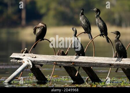 Little Black Cormorants (Phalacrocorax sulcirostris) seen resting on an abandoned boat ramp at Enoggera Reservoir in D'Aguilar National Park. Stock Photo