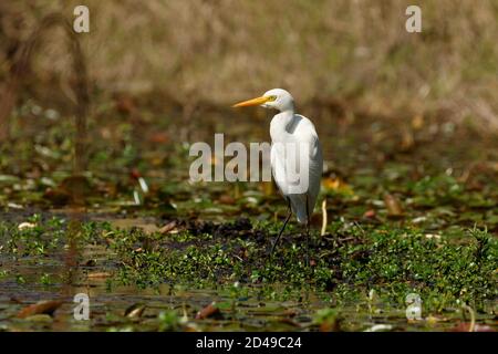 Brisbane, Queensland, Australia. 14th Aug, 2020. Intermediate Egret (Ardea intermedia) hunting along the banks of Enoggera Reservoir at D'Aguilar National Park. Credit: Joshua Prieto/SOPA Images/ZUMA Wire/Alamy Live News Stock Photo