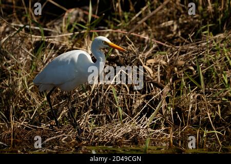 Brisbane, Queensland, Australia. 14th Aug, 2020. Intermediate Egret (Ardea intermedia) hunting along the banks of Enoggera Reservoir at D'Aguilar National Park. Credit: Joshua Prieto/SOPA Images/ZUMA Wire/Alamy Live News Stock Photo