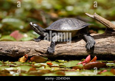 Brisbane, Queensland, Australia. 1st Oct, 2020. Macquarie River Turtle (Emydura macquarii) seen at Enoggera Reservoir in D'Aguilar National Park. Credit: Joshua Prieto/SOPA Images/ZUMA Wire/Alamy Live News Stock Photo