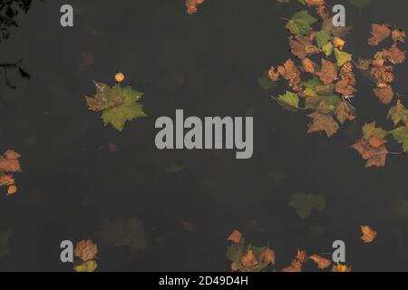Bright autumn leaves in the puddle with reflection Stock Photo
