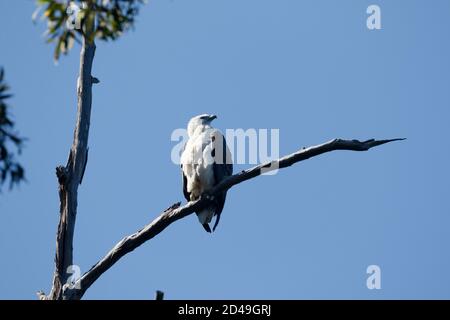 Brisbane, Queensland, Australia. 14th Aug, 2020. White-Bellied Sea Eagle (Haliaeetus leucogaster) perched on a tree at D'Aguilar National Park. Credit: Joshua Prieto/SOPA Images/ZUMA Wire/Alamy Live News Stock Photo