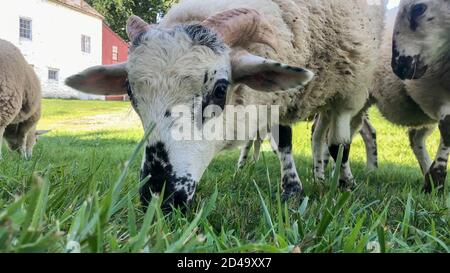 Close up of spotted sheep with pink horns grazing, looking at camera Stock Photo