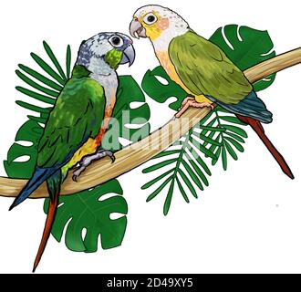 Pair Parrots tropical exotic birds sitting on branch monstera and palm leaves hand drawn illustration cketch style Stock Photo