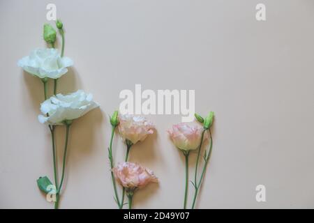 beautiful flowers on a delicate background. selective focus, Flat lay, top view,  copy space Stock Photo