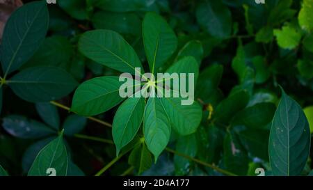 Seven Star Green Leaves on the roadside. The combination of the seven leaves creates a mystery. Stock Photo