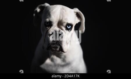 White german boxer close up portrait on black background. Stock Photo