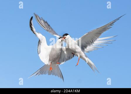 Showdown in the sky. Common Terns interacting in flight. Adult common terns in flight on the blue sky background. Scientific name: Sterna hirundo Stock Photo