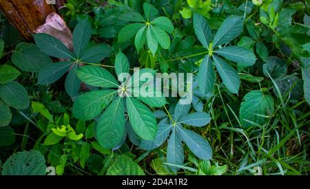 Seven Star Green Leaves on the roadside. The combination of the seven leaves creates a mystery. Stock Photo