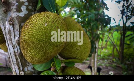 The jackfruit (Artocarpus heterophyllus), also known as the jack tree, is a species of tree in the fig, mulberry, and breadfruit family (Moraceae). Stock Photo