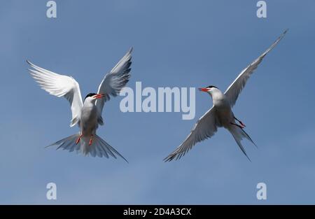 Common Terns (Sterna hirundo) interacting in flight.  Adult common terns in flight on the blue sky background Stock Photo