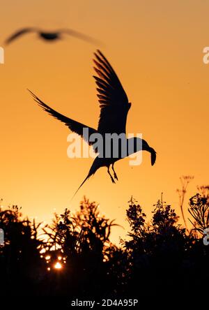 Silhouette of flying common tern with fish in beak. Flying common tern on the sunset sky background. Scientific name: Sterna hirundo. Stock Photo