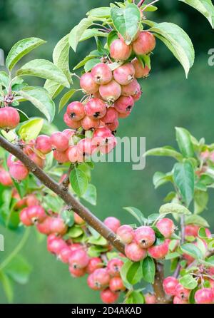 Fruit of Malus 'Evereste'. crab apple 'Evereste', Malus PERPETU 'Evereste' on the tree, late Summer / early Autumn. Stock Photo