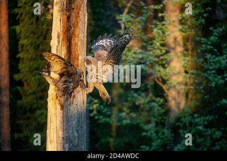 The owls feeds the chicks sitting in the nest in the hollow of an old tree. The Ural owl (Strix uralensis). Sunrise light. Summer forest. Natural habi Stock Photo