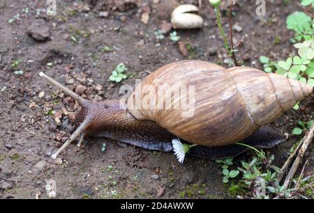 A Giant African land snail (Achatina fulica) wanders through a flower bed. Moshi, Tanzania. Stock Photo