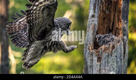 The owl feeds the chicks sitting in the nest in the hollow of an old tree. The Ural owl (Strix uralensis). . Summer forest. Natural habitat. Stock Photo