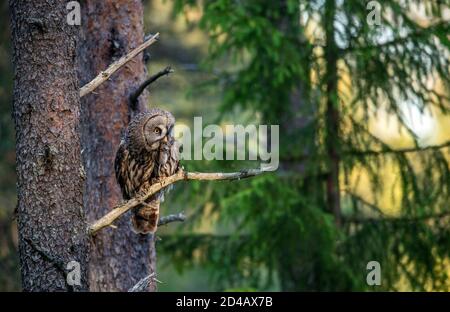 The owl with prey. The Ural owl (Strix uralensis). . Summer forest. Natural habitat. Stock Photo