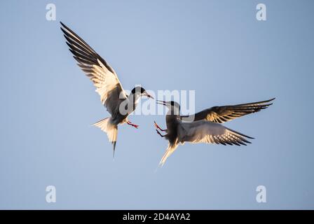 Showdown in the sky. Common Terns interacting in flight. Adult common terns in flight  in sunset light on the sky background. Scientific name: Sterna Stock Photo
