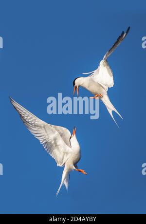 Showdown in the sky. Common Terns interacting in flight. Adult common terns in flight on the blue sky background. Scientific name: Sterna hirundo Stock Photo