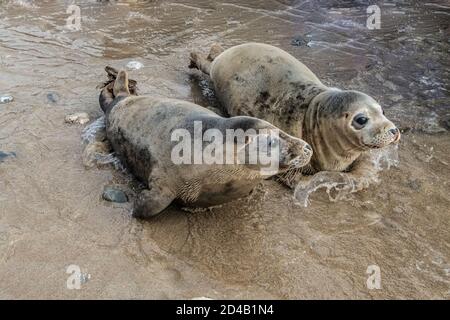 seals playing in the water in Cornwall,Grey seals have grey and brown fur, sometimes with a pattern of blotches; no ears Stock Photo