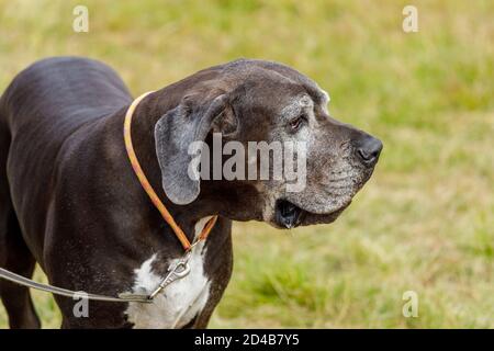 Great Dane with hanging ears on a leash outdoors in summer