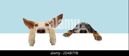 Banner two hide puppies dogs with big ears and paws hanging in a blank in a row. Isolated on blue colored background. Stock Photo