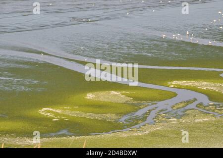 Beach invades green sea-weed Stock Photo