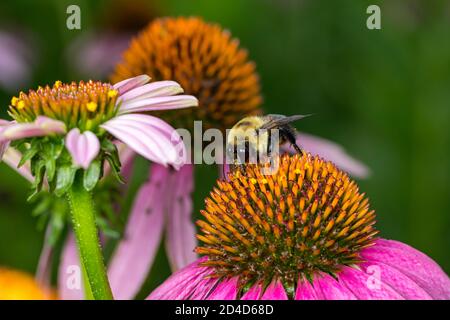 Bumble bee feeding on nectar from purple coneflower wildflower. Concept of insect and wildlife conservation, habitat preservation, and backyard flower Stock Photo