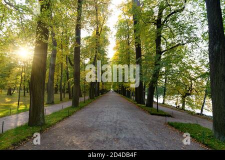Alley in a forest. Early autumn. Stock Photo