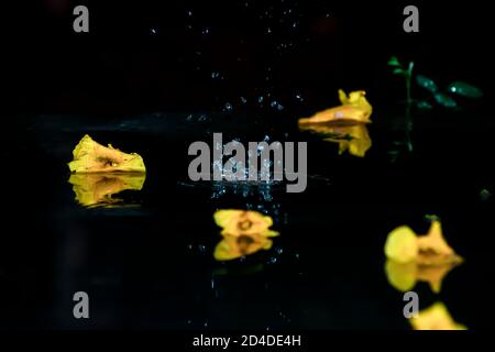 Rain drops falling on the ground surrounded by yellow flowers Stock Photo