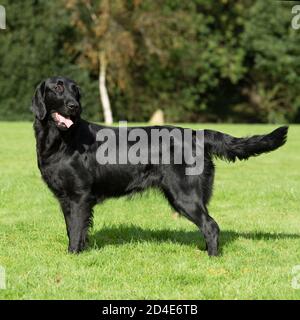 flatcoated retriever dog Stock Photo