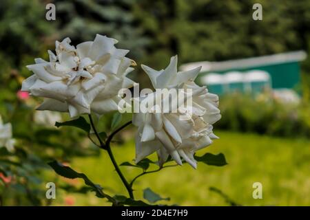 Wilted white roses on a background of green trees. Botanical garden in the middle of summer. Stock Photo