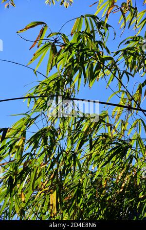 Bamboo leaves silhouetted against a blue sky Stock Photo