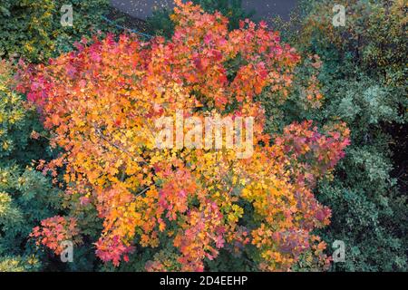 Autumn red and orange maple trees, top view. Stock Photo