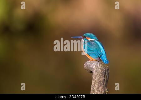 Side view close up of wild UK kingfisher bird (Alcedo atthis) isolated outdoors perching on post by side of river water. Copy space to left. Stock Photo