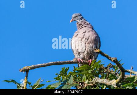 Woodpigeon (Columba palumbus) perched in a tree in Autumn in West Sussex, England, UK, with copy space. Wood pigeon perching on a branch. Stock Photo