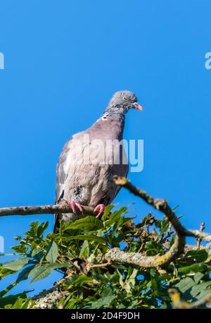 Portrait of a Woodpigeon (Columba palumbus) perched in a tree in Autumn in West Sussex, England, UK. Wood pigeon perching on a branch. Stock Photo