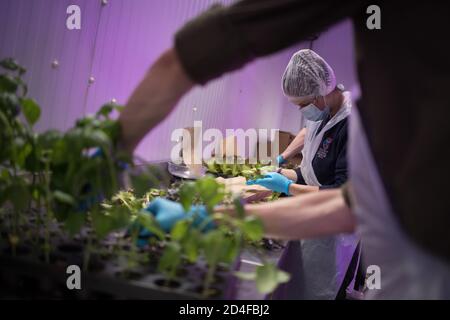 Harvesting crops of salads and herbs, which will be given aay free to local people and community groups as a temporary response to the current helath pandemic, which have been growing in the vertical farming warehouse at Intelligent Growth Solutions Ltd, based beside the James Hutton Institute, in Invergowrie, Scotland, on 20 July 2020.