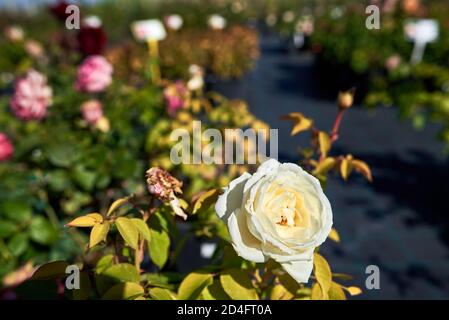 Wilting hybrid tea rose Jeanne Moreau. Blurred background, bokeh effect, copy space Stock Photo